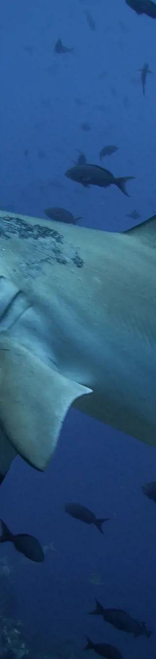 Tauche mit Mantas und Hammerhaien auf Galapagos
